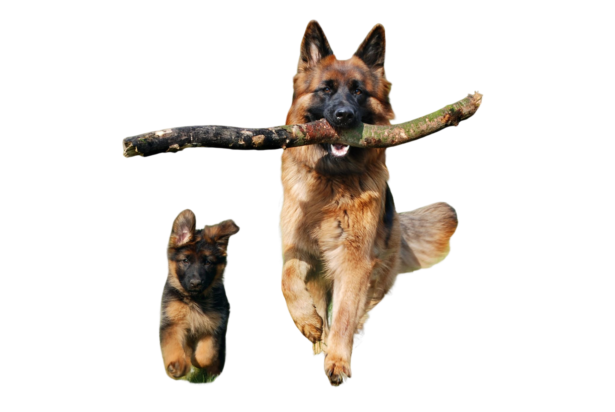 Final edited image of the puppy and dog, cut out of the scene, now against a transparent background.
