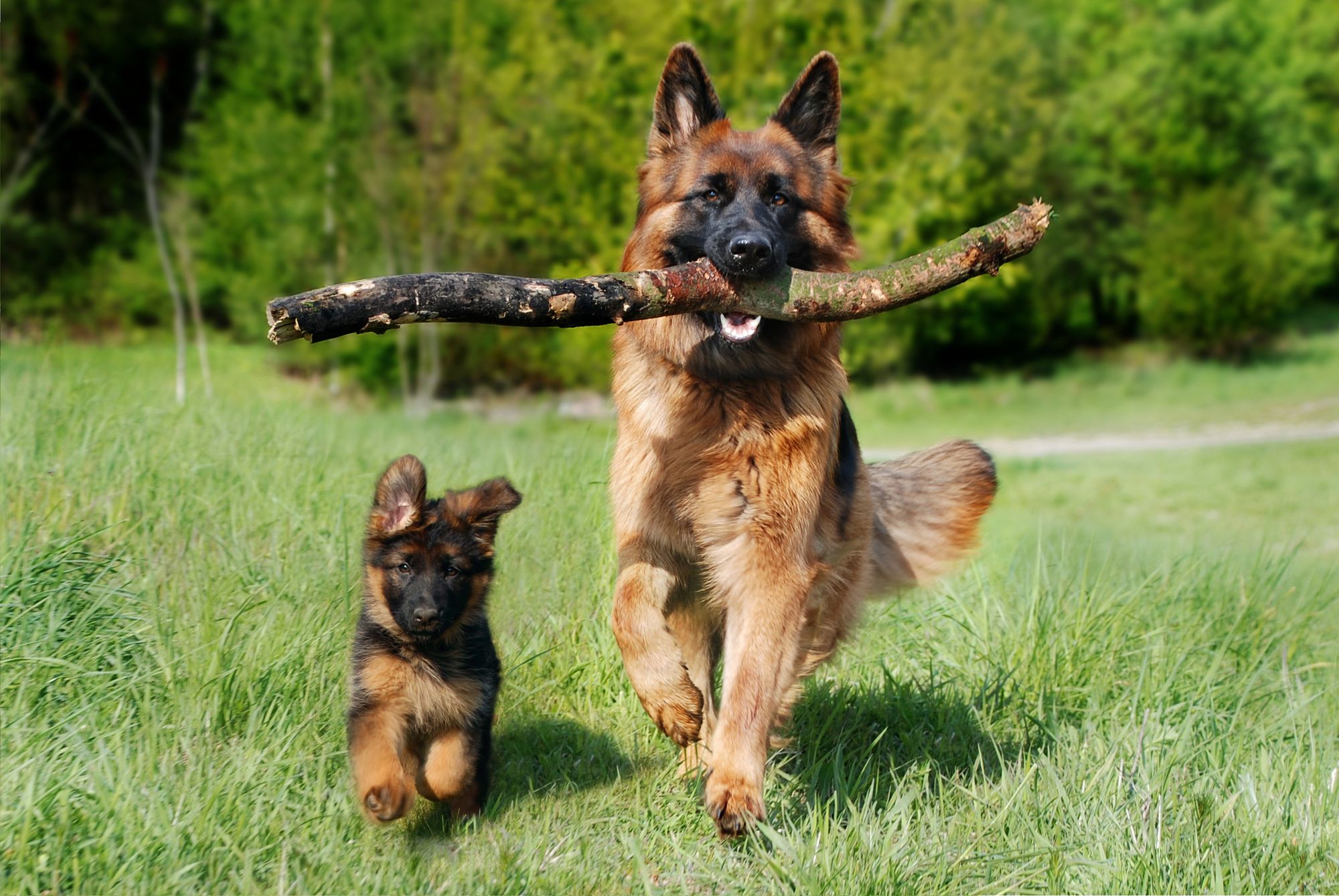 A puppy running alongside a German Shepherd dog with a stick in its mouth.