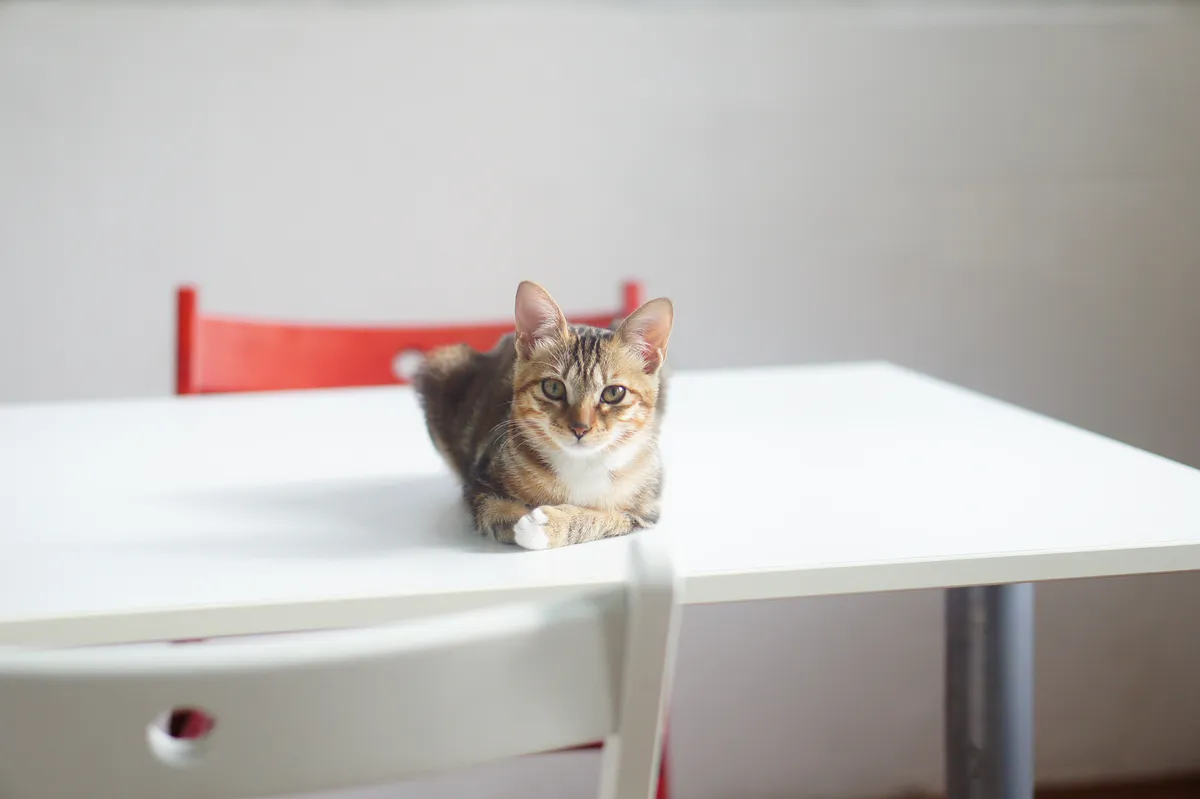 A cat sitting on a table, stretched out.